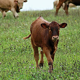 The Animals’ Agenda: An Important Look at Human Relationships with Other Animals